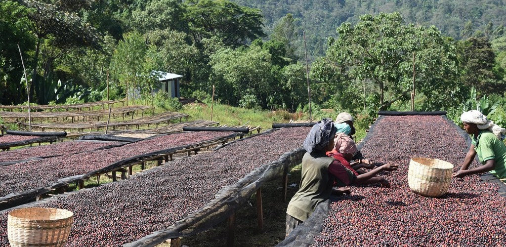 Nos certifications café