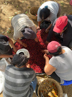 Café Umugore – Rwanda (Grand format - 8kg)