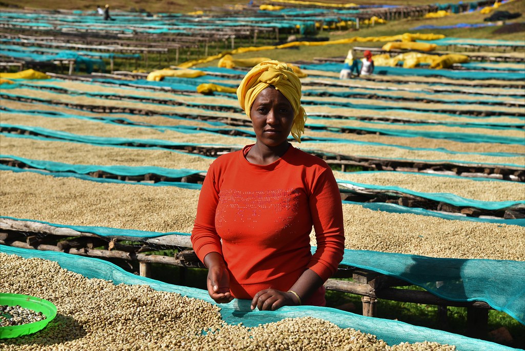 Femme posant près de grains de café de spécialité séchant au soleil – lieu de récolte, sélection artisanale et traçabilité garantie, Nuage Coffee Roasters
