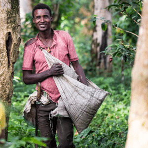 Homme posant avec un sac rempli de café de spécialité après la récolte – sélection artisanale et traçabilité garantie, Nuage Coffee Roasters