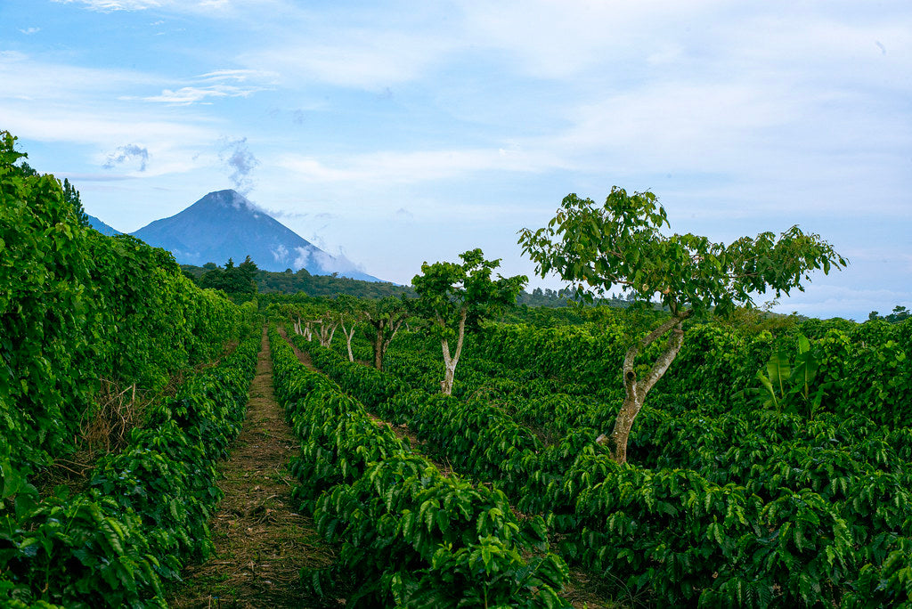 Paysage de forêt de café de spécialité avec montagne au loin – terroir naturel et biodiversité préservée, Nuage Coffee Roasters